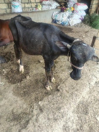 જાફરો પાડો  વેસવાનો  સે