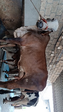 🔝 ગીર કોર્ષ ગાય આપવાની છે