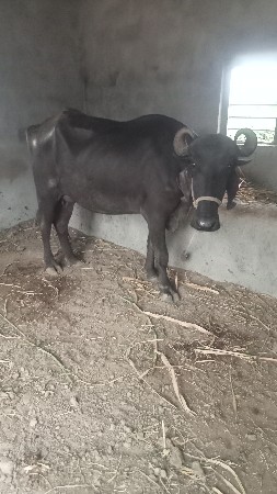 પેલું વેતર ખડેલી વેચવાની છે