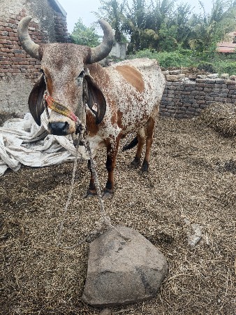 બીજું વેતર