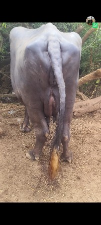ભેસ વેસવાની છે