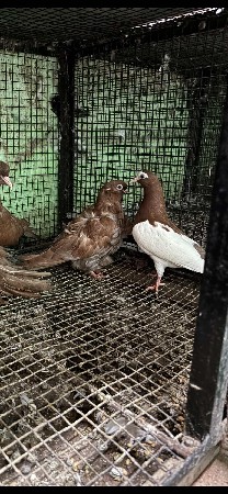 વેચવા