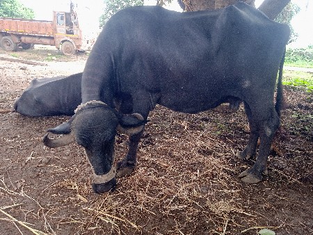 ભેશ વેશવાનિ શે 1 મહિનો કાશિ શે