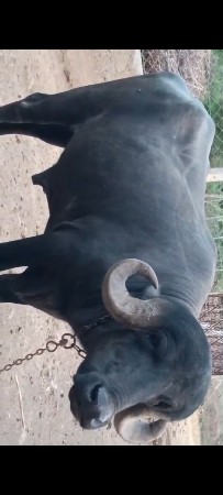 જાફરાબાદી ટોપલો  પાડો છે