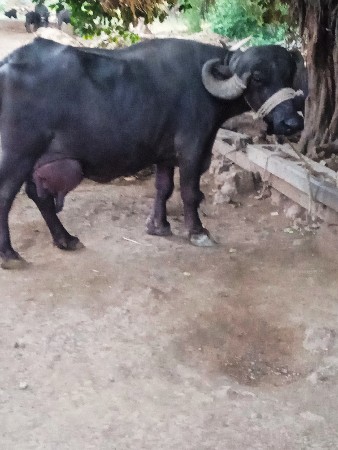 આ ભેંસ વેશવાની છે