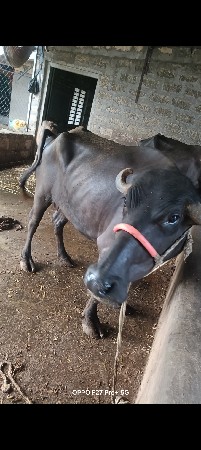 સાડા આઠ મહિને ત્રૂઈ ગયેલી છે