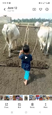 બળદ વેચવાના છે
