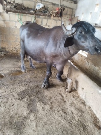 વેચવાની