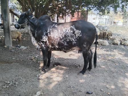 3 જુ વેતર