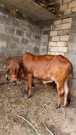 પેલું વેતર હોડકી વેચાવ છે
