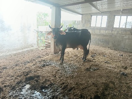 ગાય વેચવાની છે