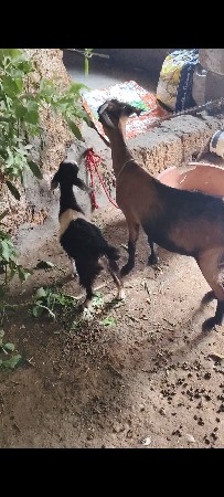 bakri ne bhego bakro 3 mayna no