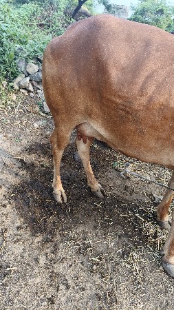 ગાય વેશવાનિ સે