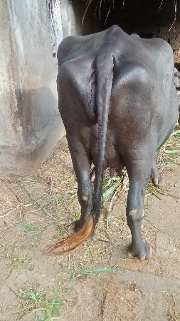 4, ભેશુ વેચવાની છે