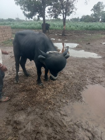 પાડો વેચવાનો છે