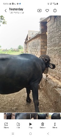 અખંડ ખડેલી 5
દીવસ ની કાચી