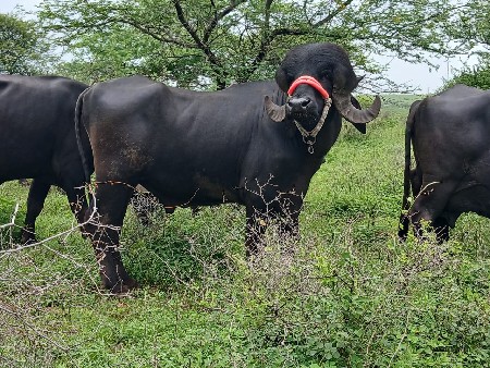 પાડો વેચવાનો છે