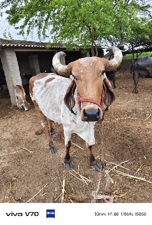 ગાય વેચવાની છે