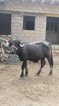 પાડો વેચવાનો છે