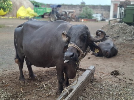 વેચવા ની છે