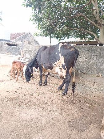 ગીર ક્રોસ ગાય વેશવાની છે