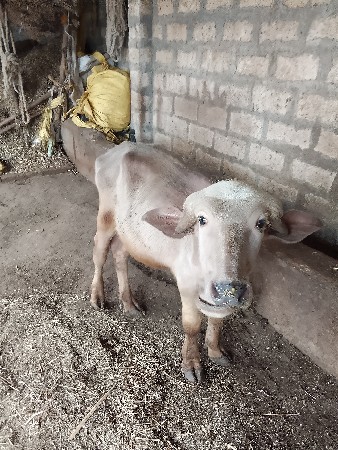 પાડો વેચવાનો છે.