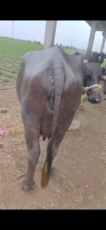 ભેંસ વેચવાની છે ત્રીજું વેતર વયા ણી