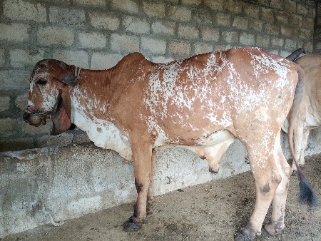ગોઢલો એક વાંવણી વાવેલ