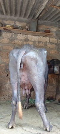 ભેંસ વેચવાની છે