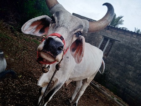 બળદ