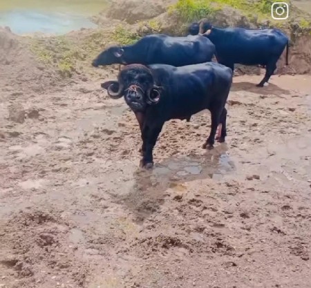 પાડો વેચવાનો