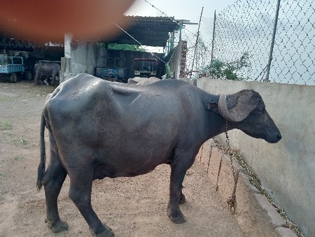 વેચવાની