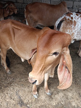 વાસડી આપવાની છે