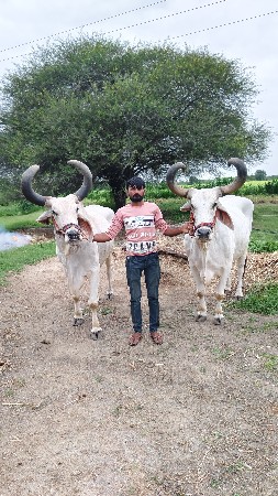 બરદ વેચવાના છે