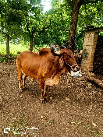 મો 9909295710 નામ ડાકી દેવશીભાઇ