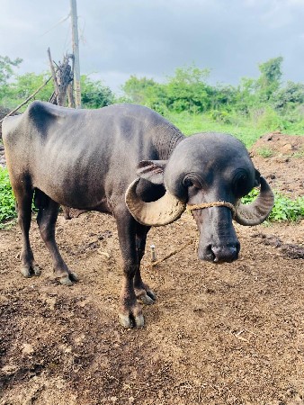 પાડો વેચવા નો છે