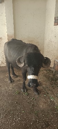 પેલું વેતર વીયાસે સાવ સોજી છે