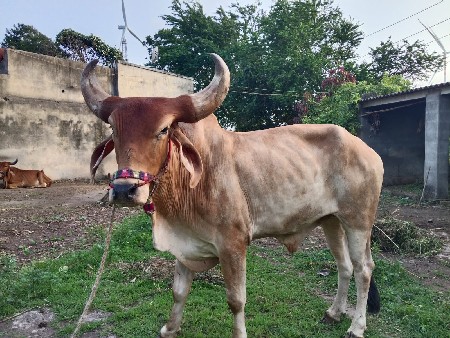બળદ વેચવા નો છે