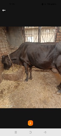 ગીર ક્રોસ ગાય વેચવાની છે