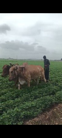 બળદ વેસવાના છે.