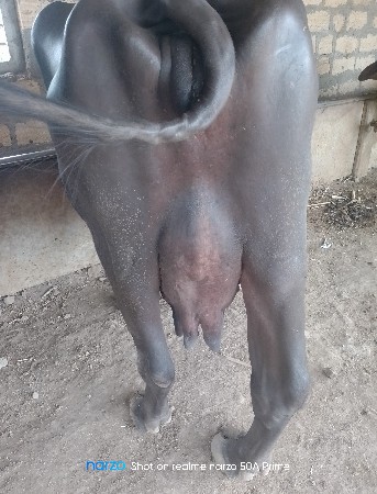 વેચવાનિ