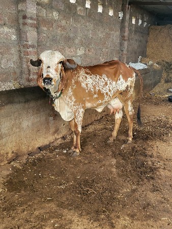 કાબરી