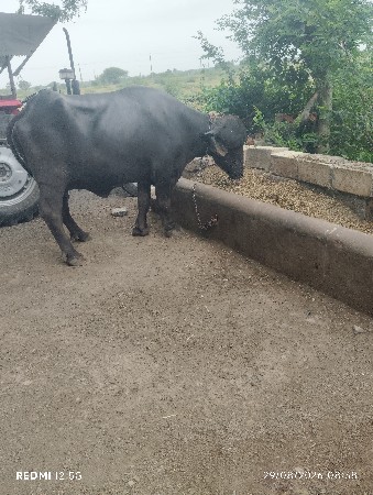 બે ભેંસ