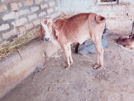 gir vashdi