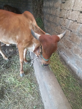 સાંગાભાઈ