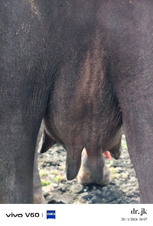 2 વેતર ની ભેસ વેચવાની છે
