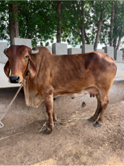 ગાય આપવાની સે