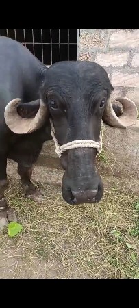 ખડેલી વેચવાની છે