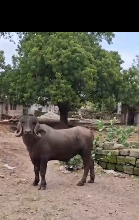 પાડો વેચવાનો છે