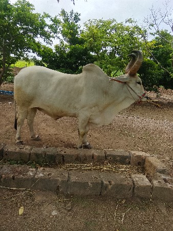 બળદ વેચવાનો છે